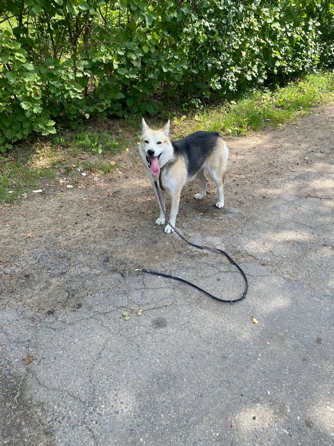 Найдена собака в Москве — фото объявления