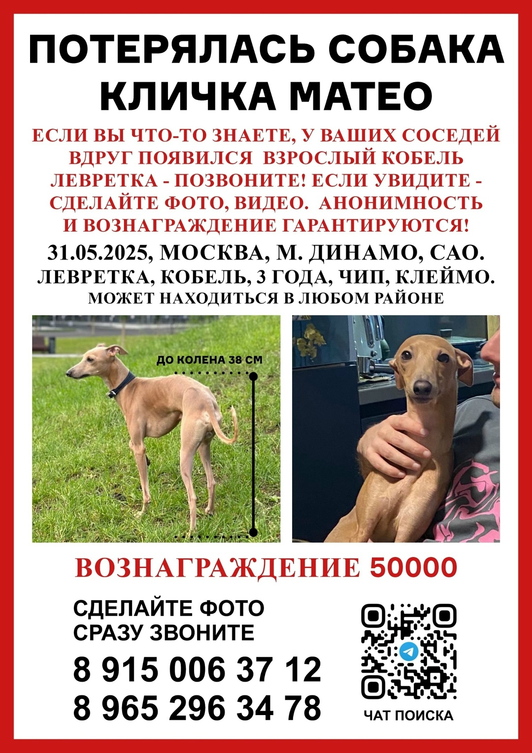 Пропала собака в Москве — фото объявления