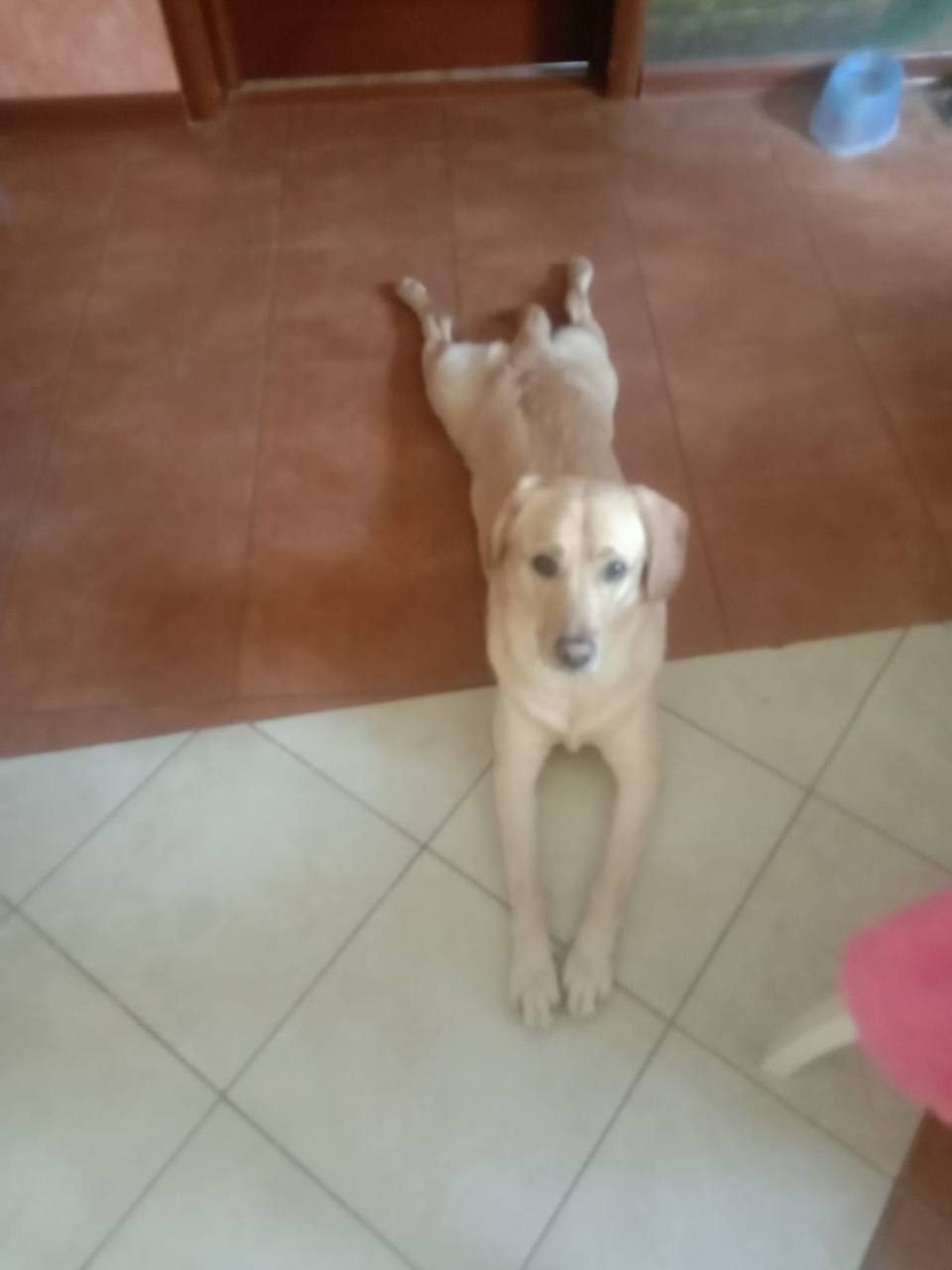 Пропала собака в Москве — фото объявления