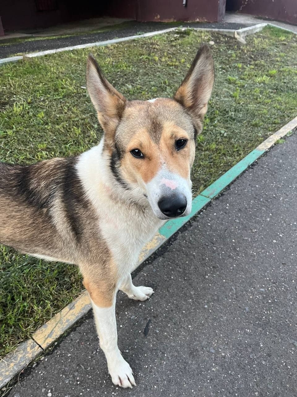 Найдена собака в Москве — фото объявления