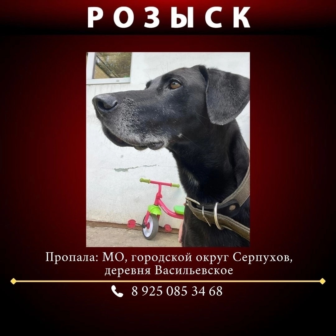 Найдена собака в Москве — фото объявления