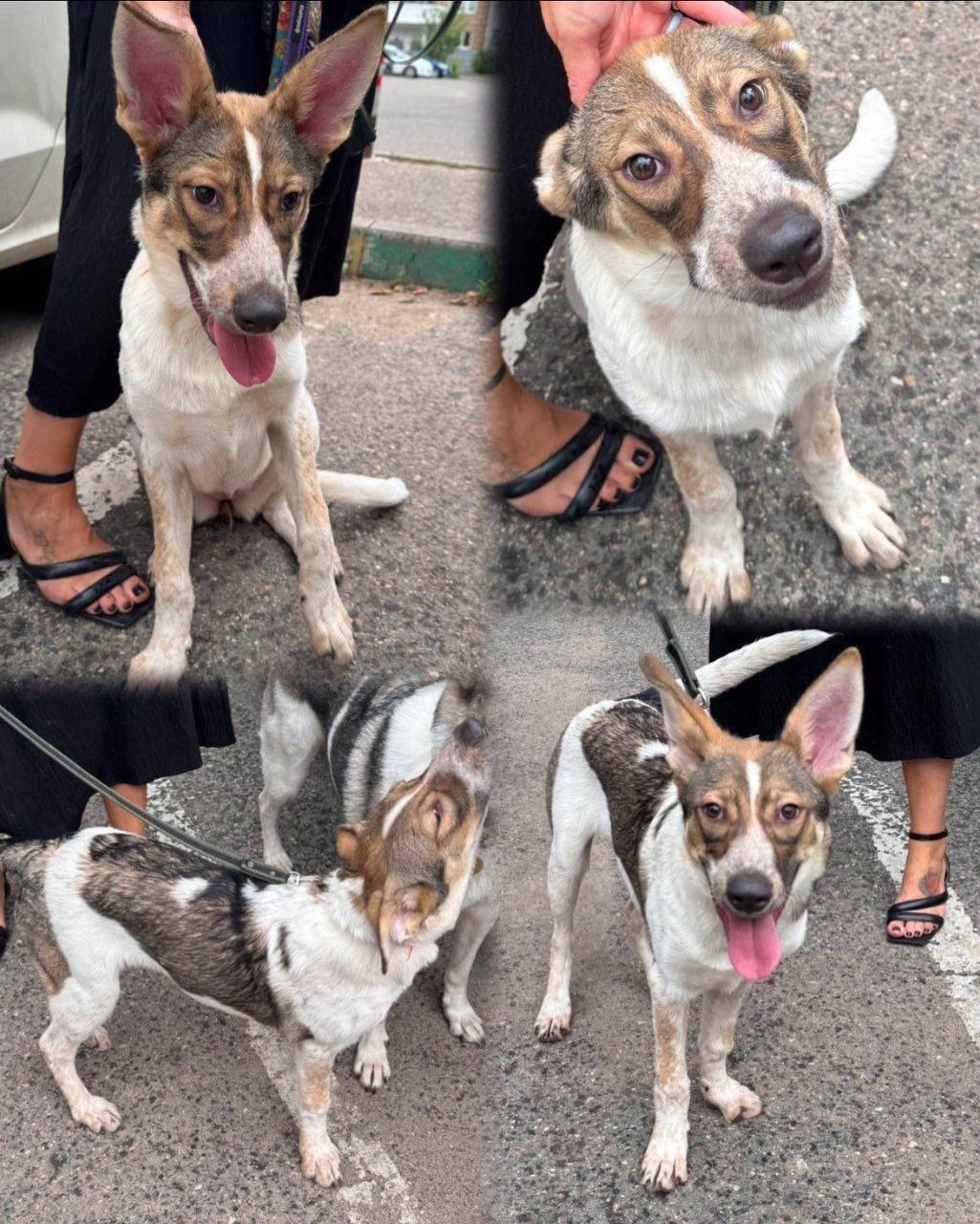 Найдена собака в Москве — фото объявления