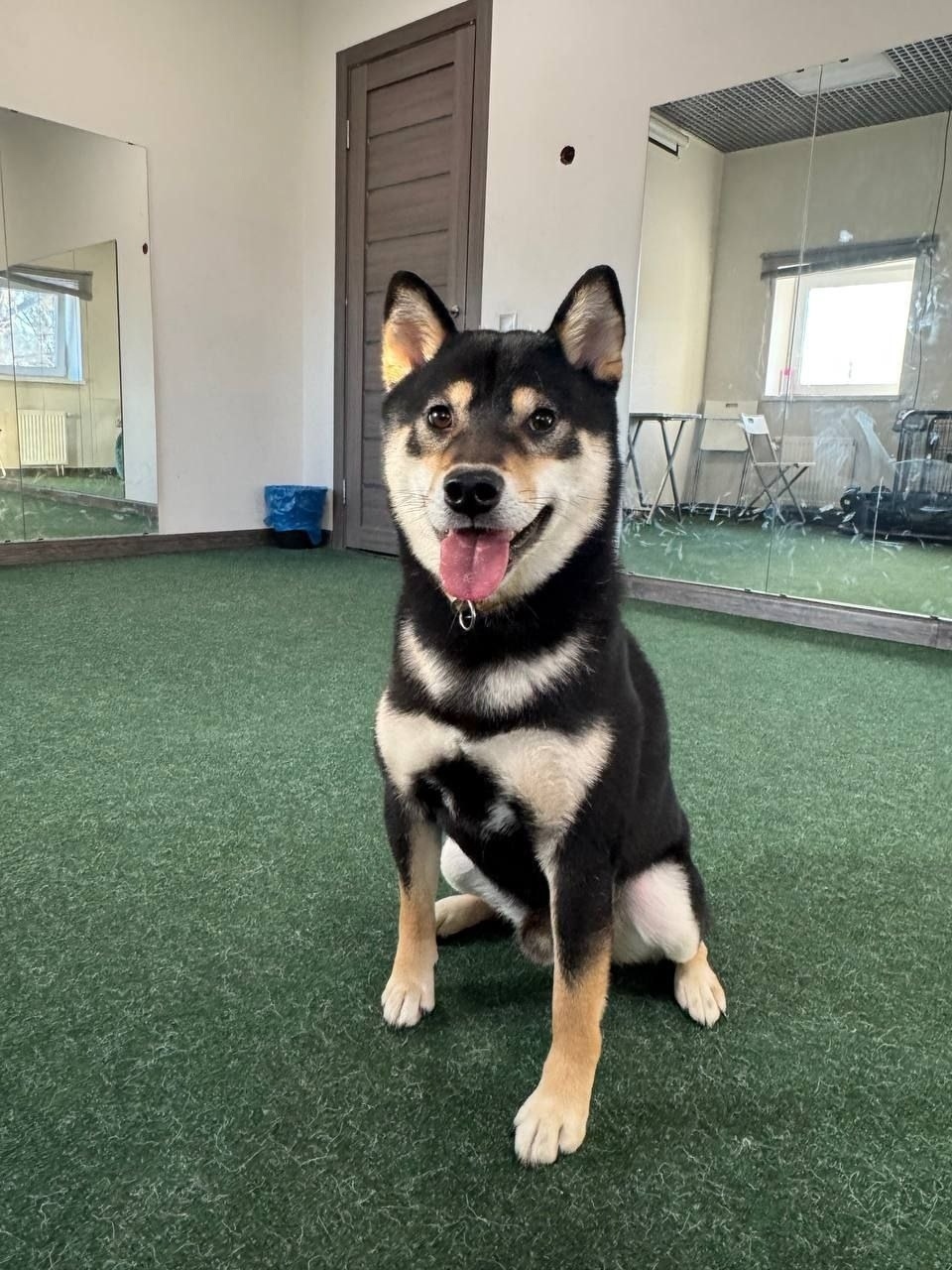 Пропала собака в Москве — фото объявления