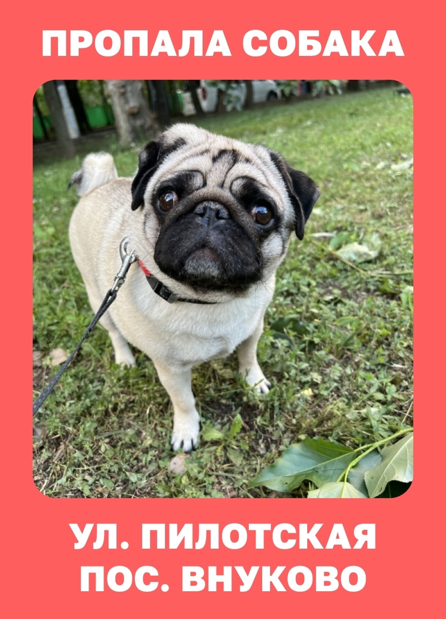 Пропала собака в Москве — фото объявления