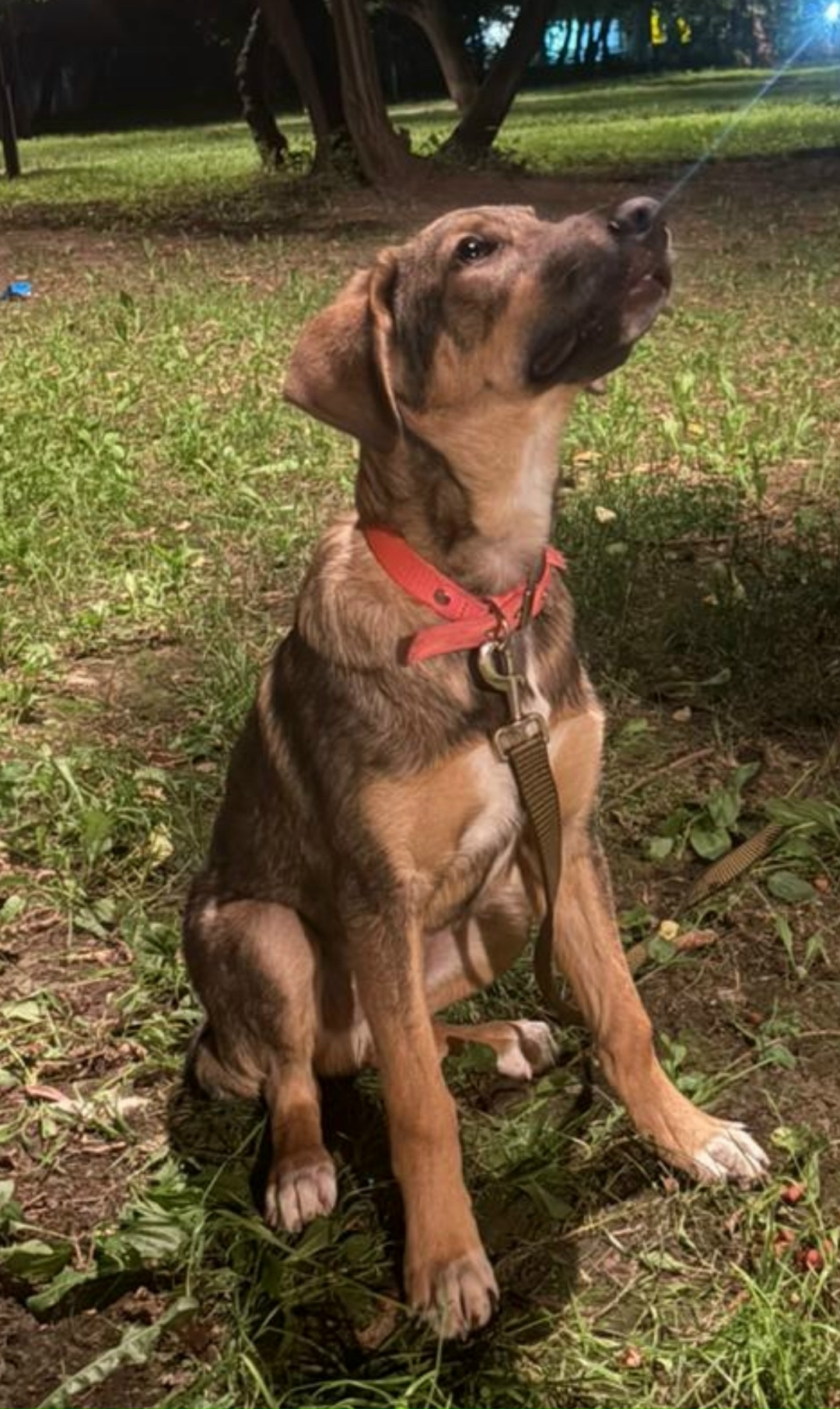 Найдена собака в Москве — фото объявления