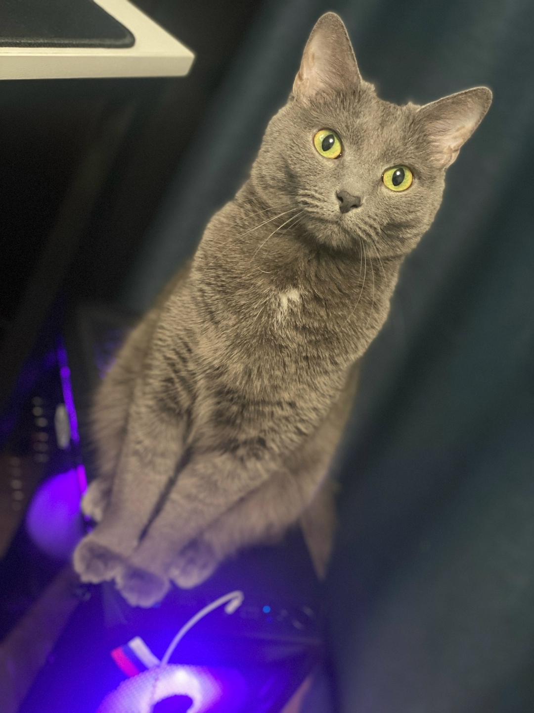 Пропала кошка в Москве — фото объявления