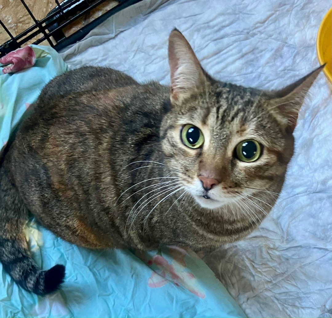 Найдена кошка в Москве — фото объявления