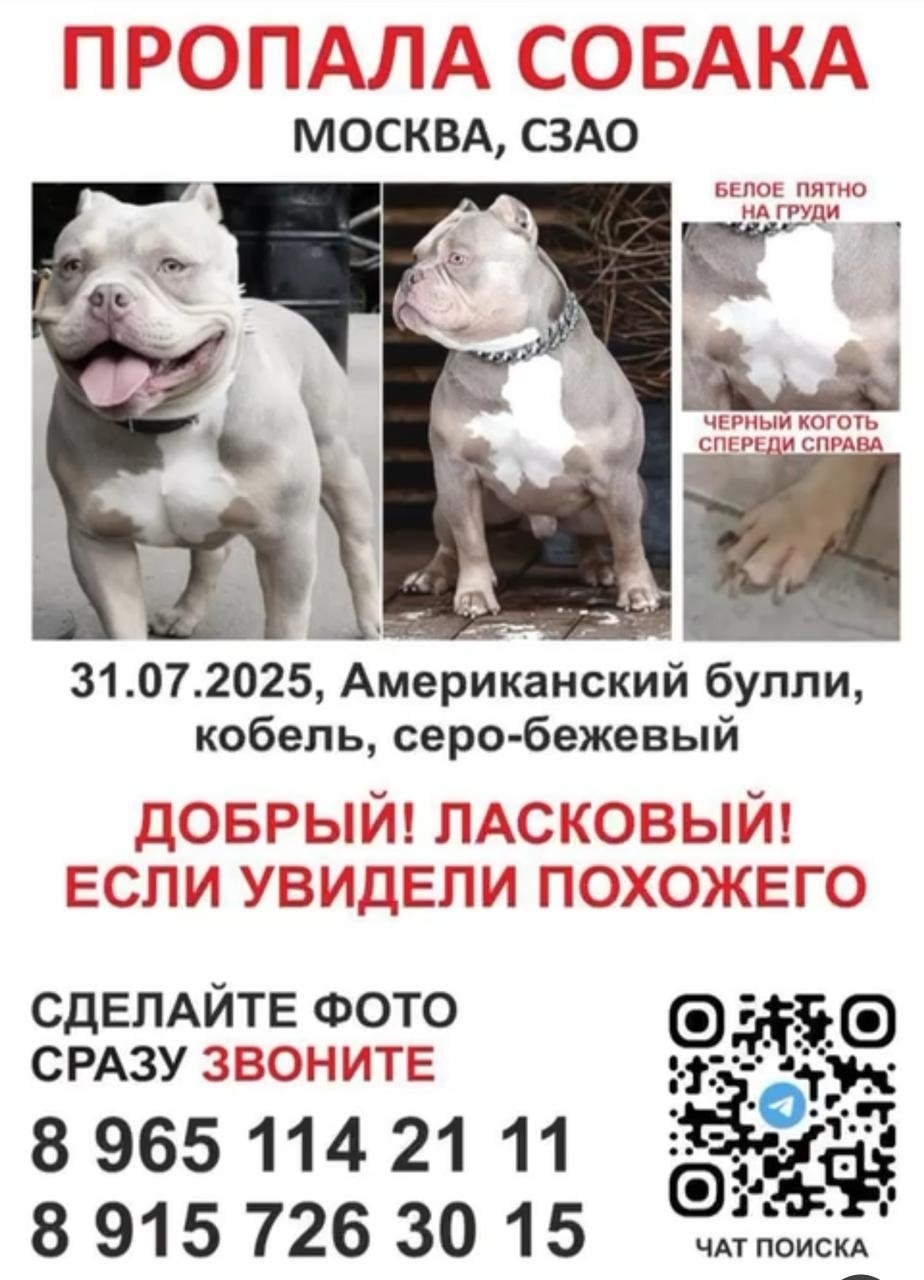 Пропала собака в Москве — фото объявления