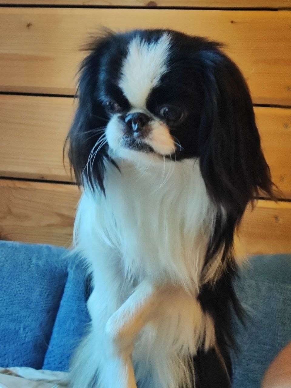 Пропала собака в Москве — фото объявления