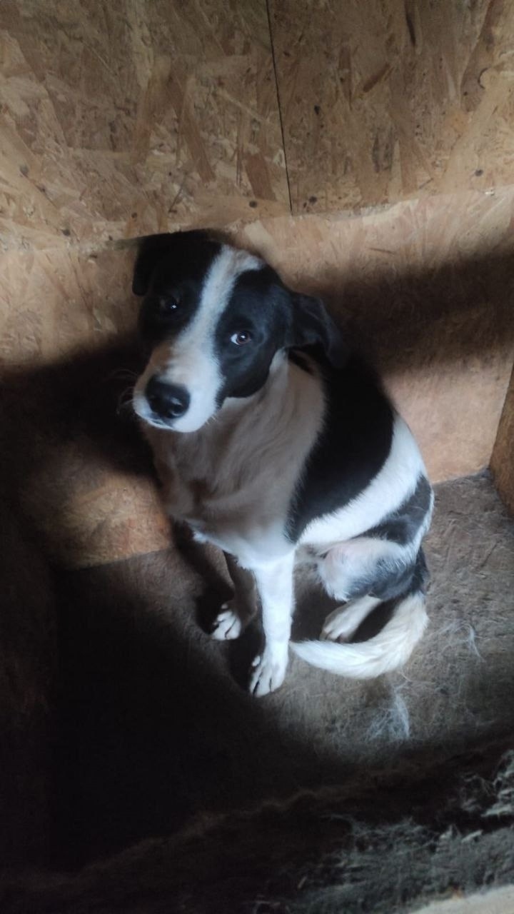 Найдена собака в Москве — фото объявления