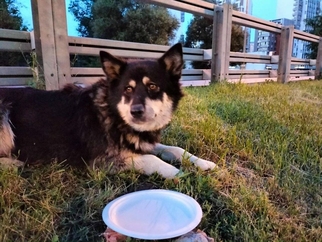 Найдена собака в Москве — фото объявления
