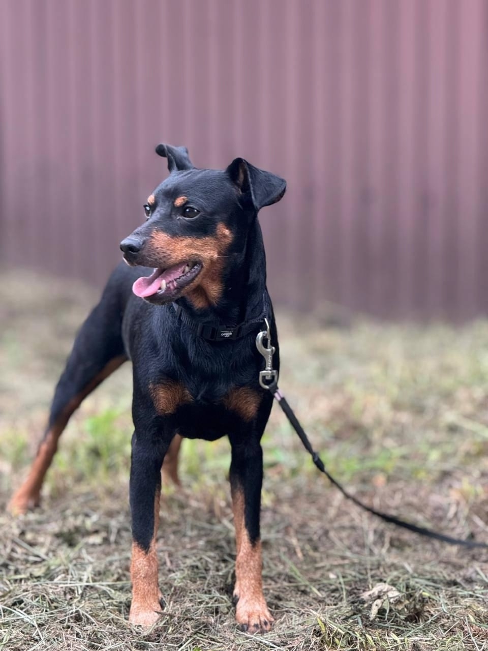 Найдена собака в Москве — фото объявления