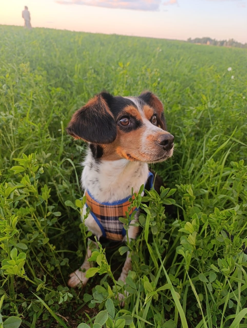 Найдена собака в Москве — фото объявления