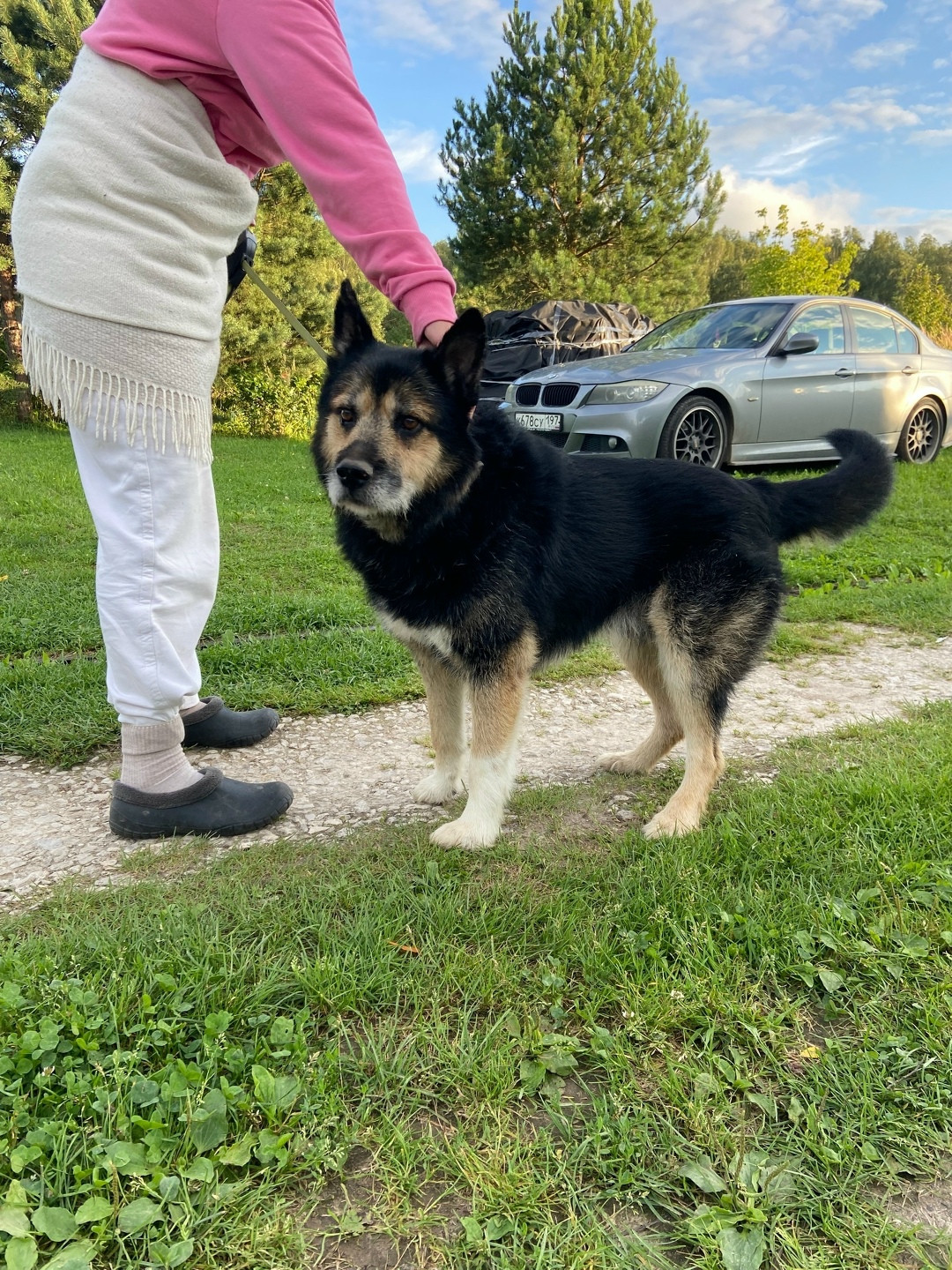 Найдена собака в Москве — фото объявления