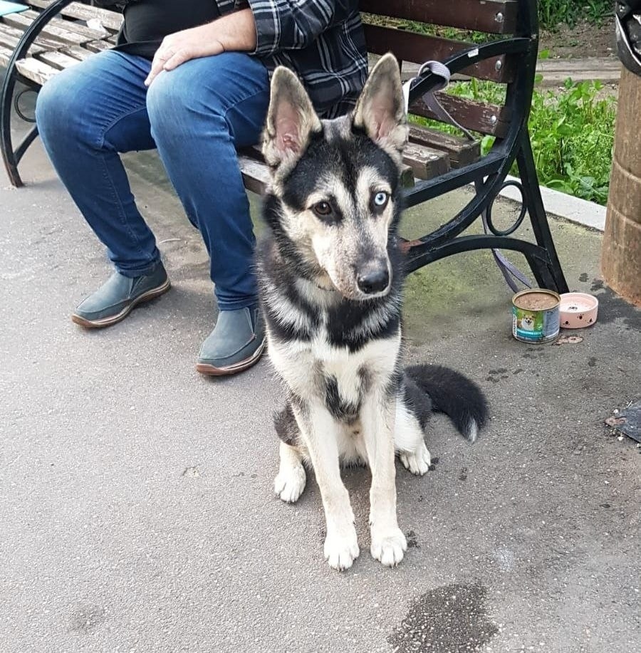 Найдена собака в Москве — фото объявления