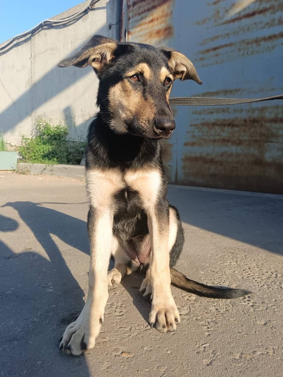 Найдена собака в Москве — фото объявления