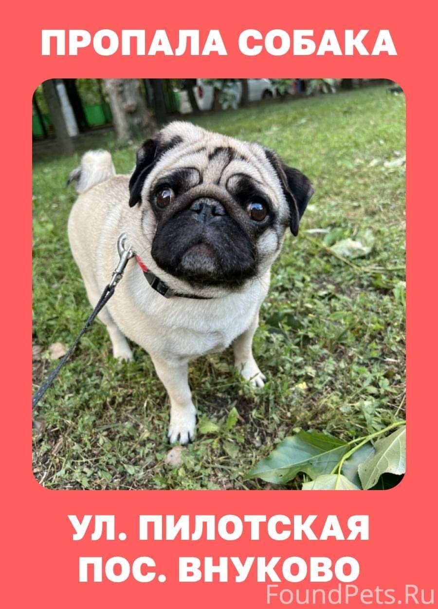 Пропала собака в Москве — фото объявления