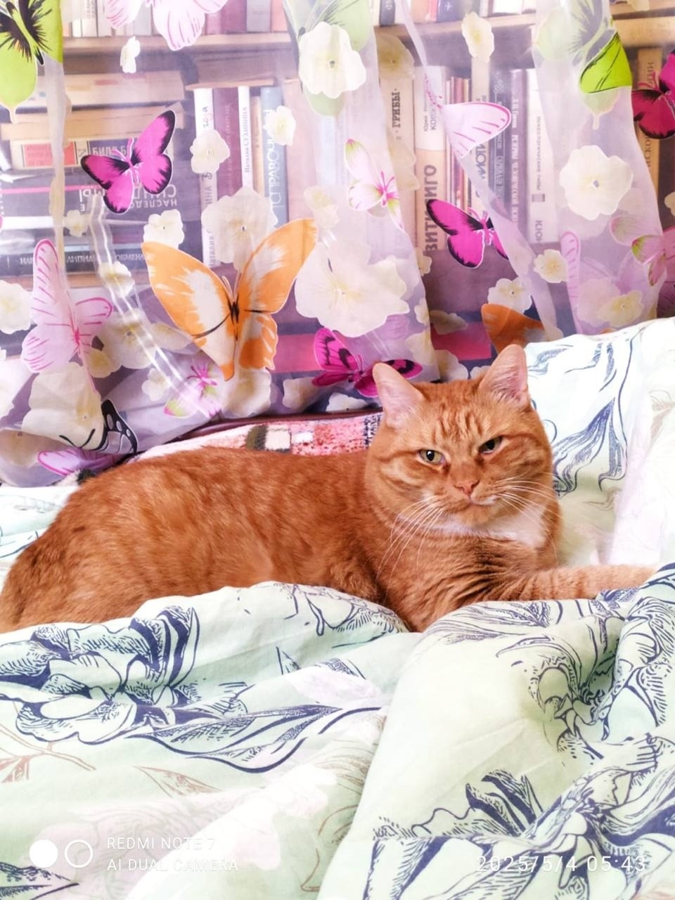 Пропала кошка в Москве — фото объявления