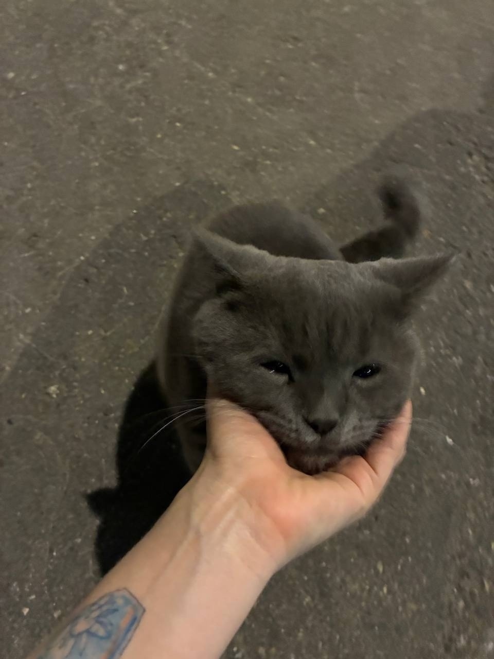 Найдена кошка в Москве — фото объявления