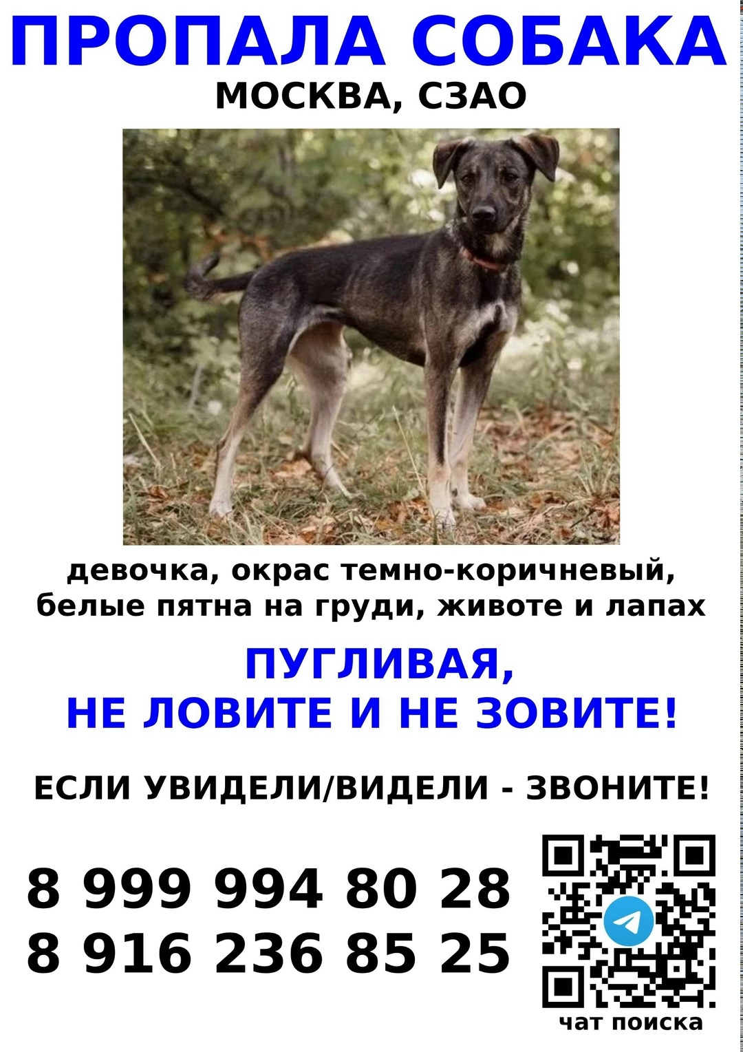 Пропала собака в Москве — фото объявления