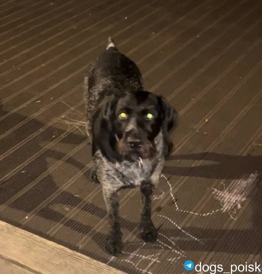Найдена собака в Москве — фото объявления