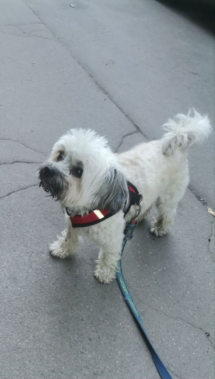 Найдена собака в Москве — фото объявления