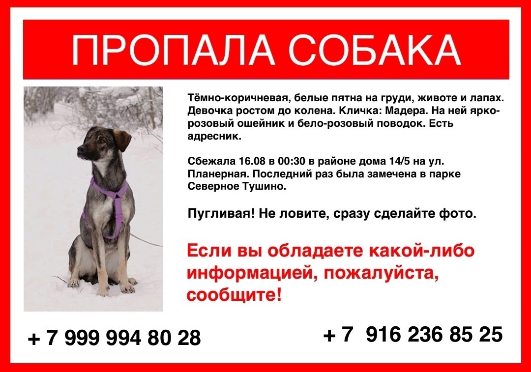 Пропала собака в Москве — фото объявления