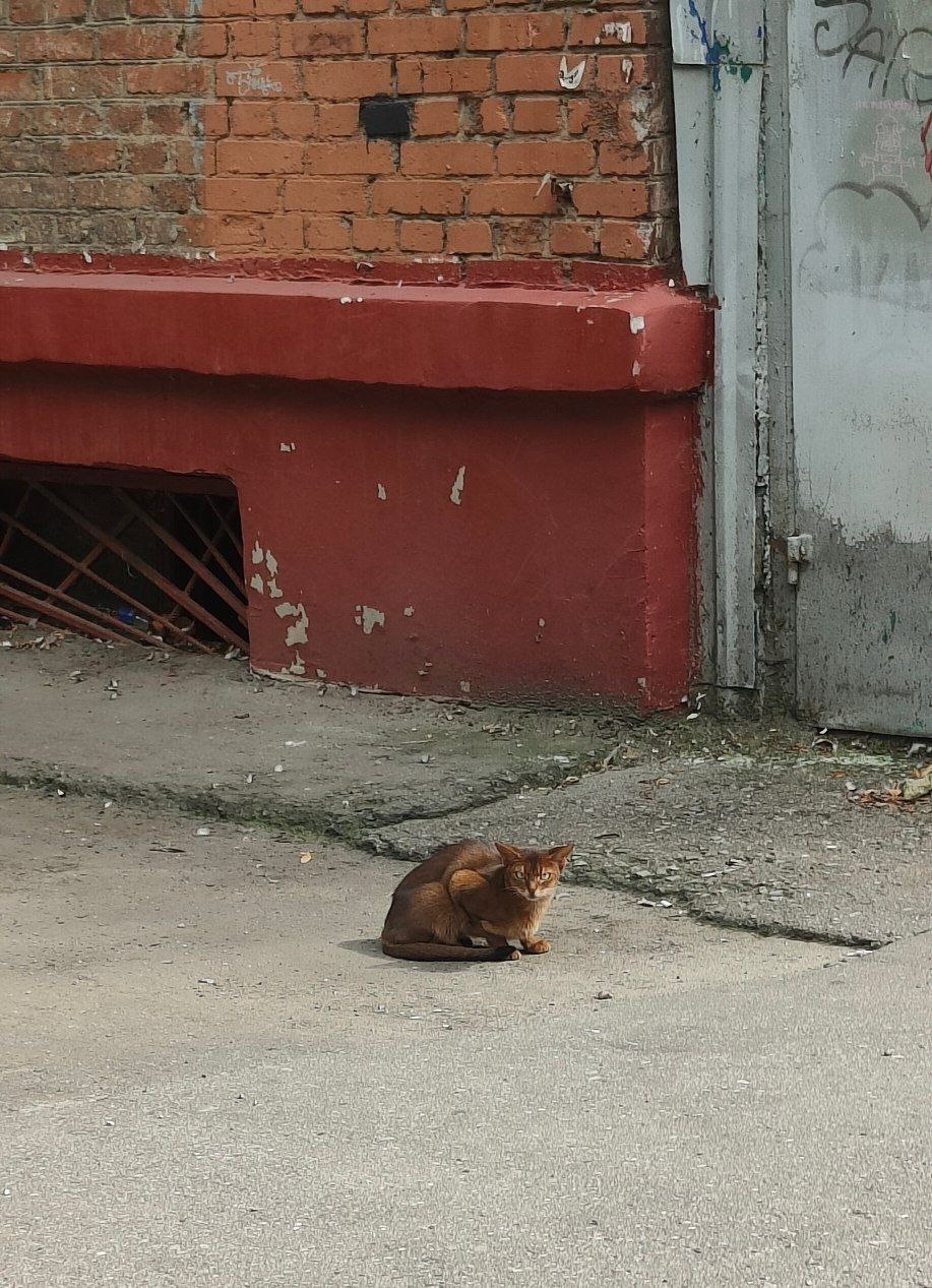 Найдена кошка в Москве — фото объявления