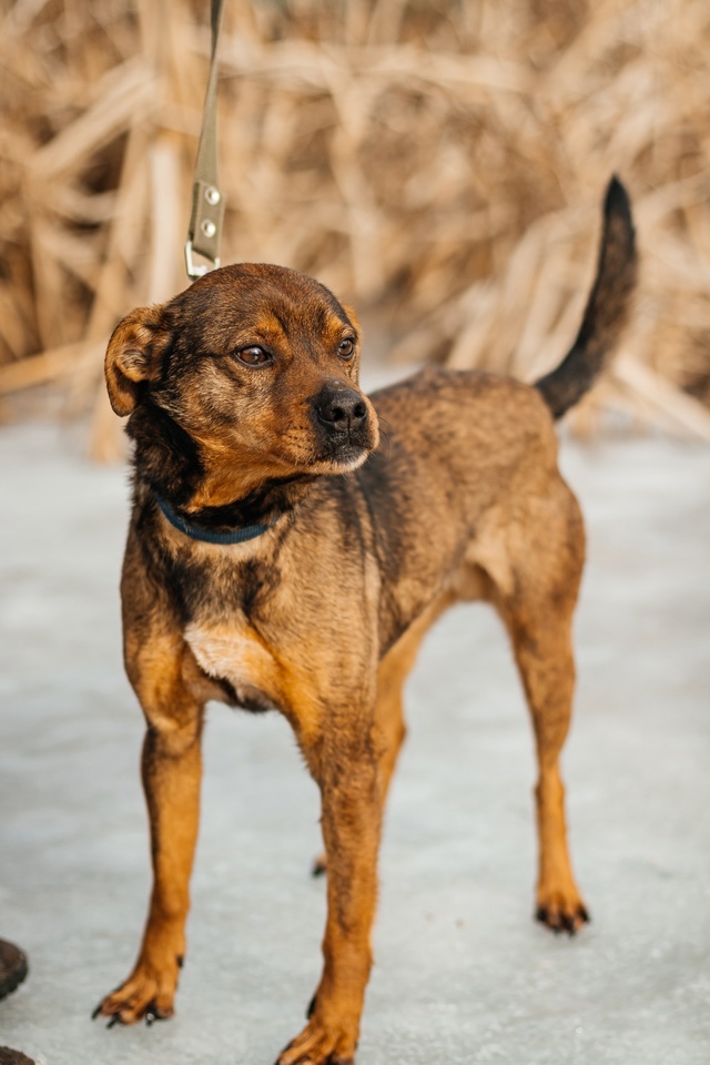 Пропала собака в Москве — фото объявления
