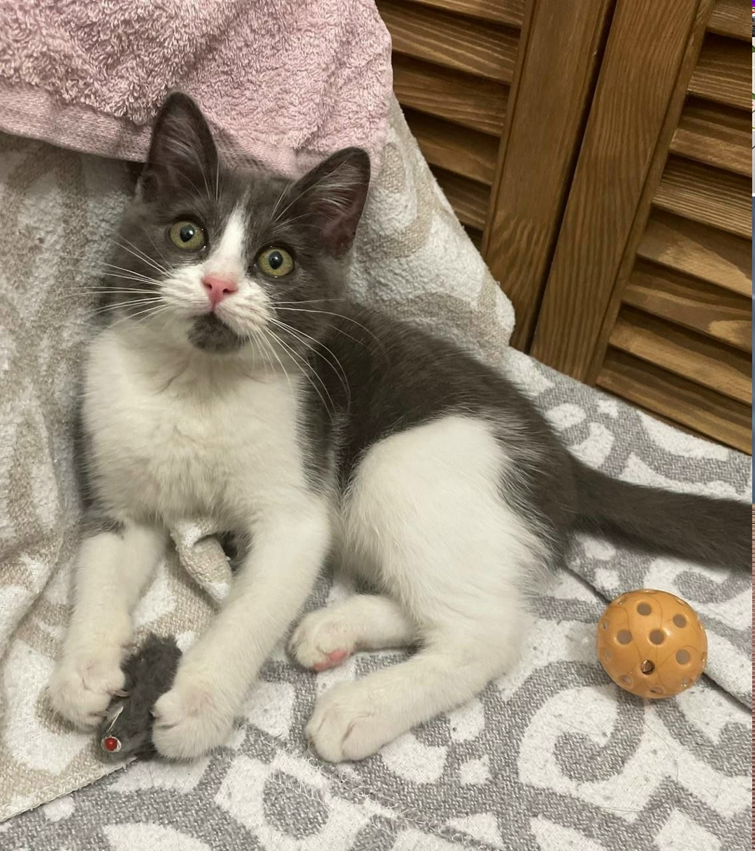 Найдена кошка в Москве — фото объявления