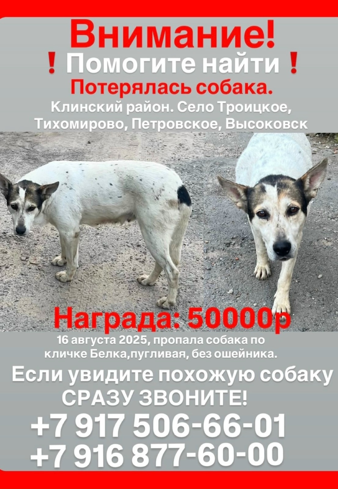 Пропала собака в Москве — фото объявления