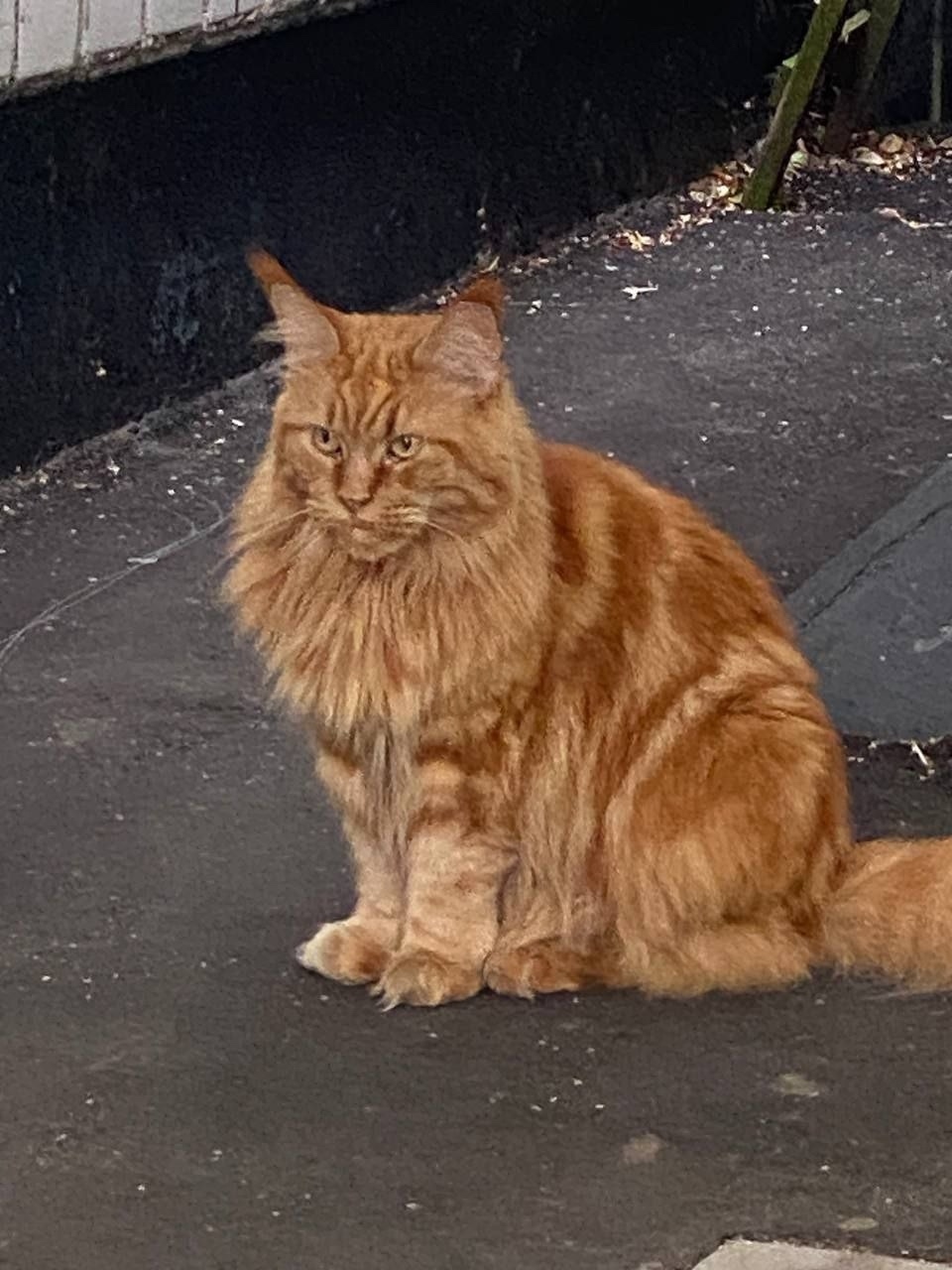 Пропала кошка в Москве — фото объявления