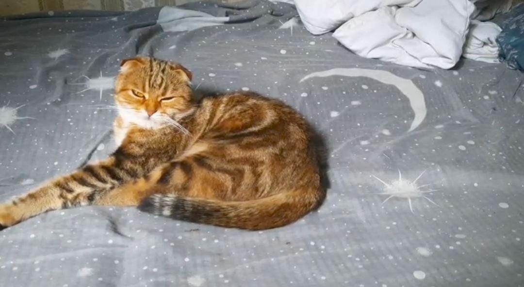 Пропала кошка в Москве — фото объявления