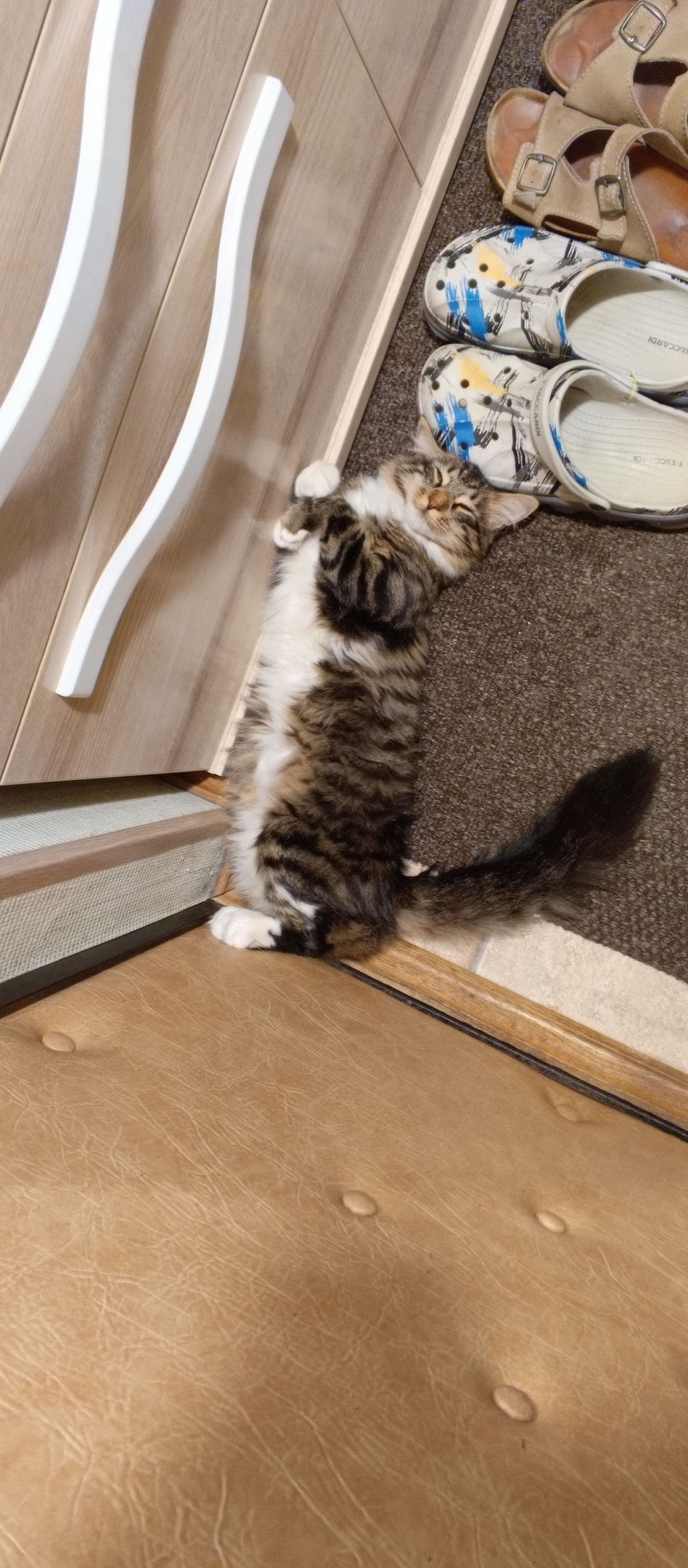 Пропала кошка в Москве — фото объявления