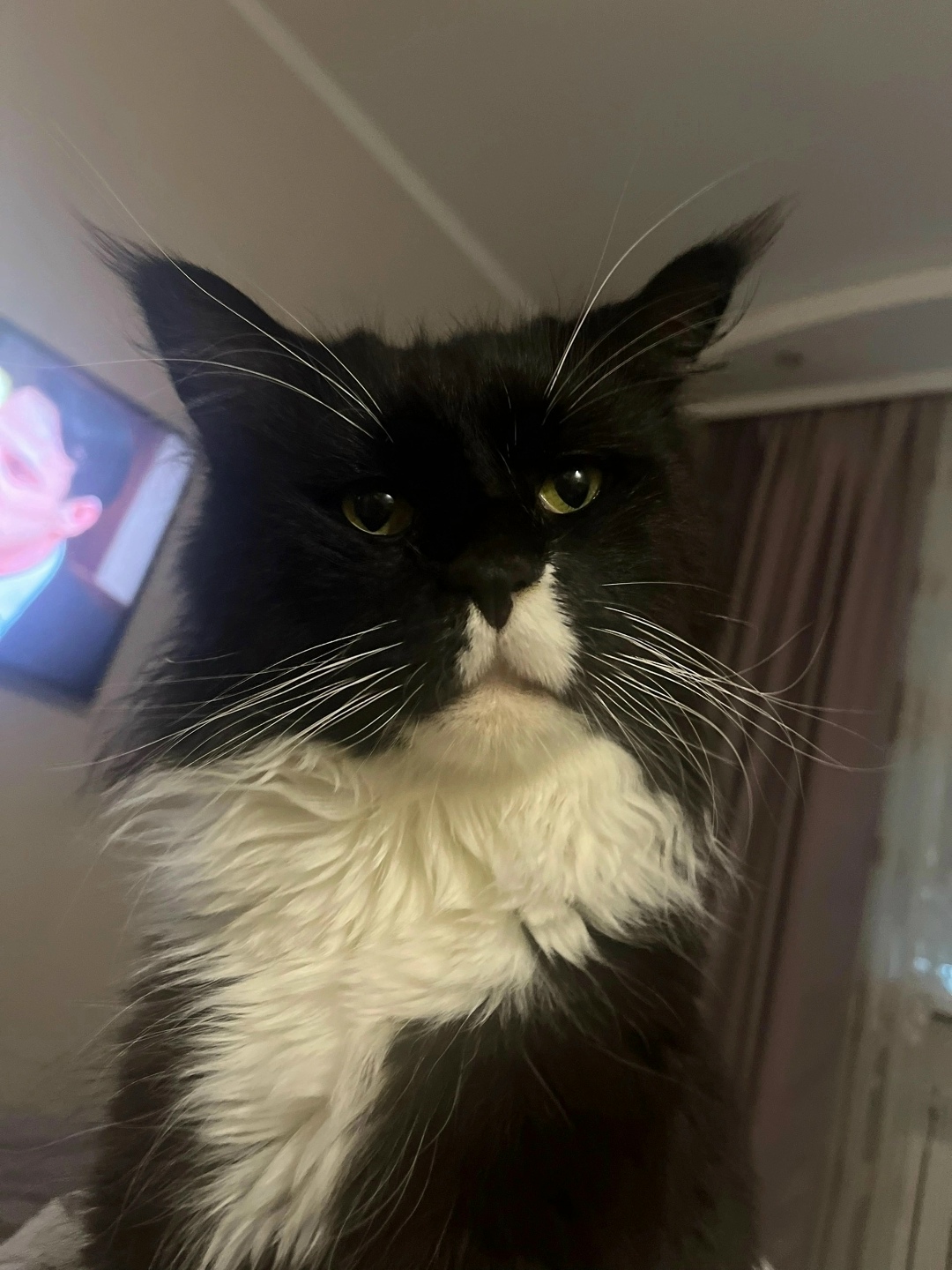 Найдена кошка в Москве — фото объявления