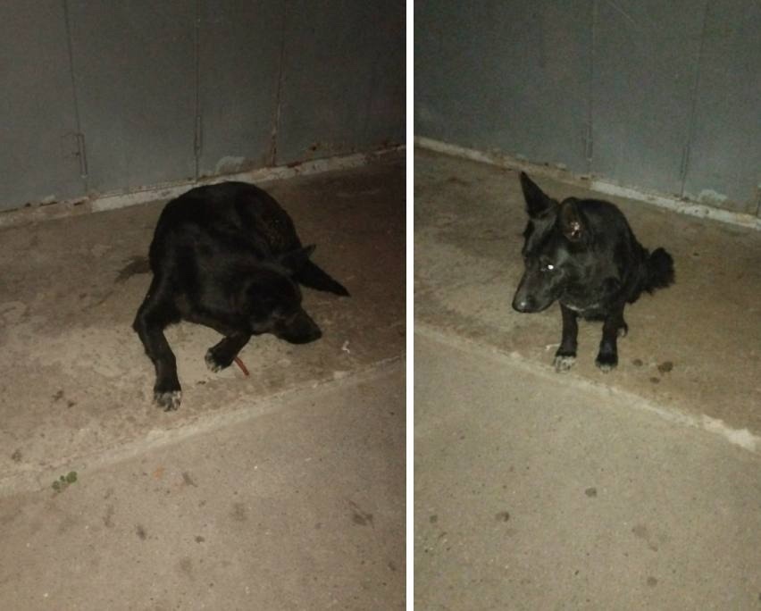 Найдена собака в Москве — фото объявления