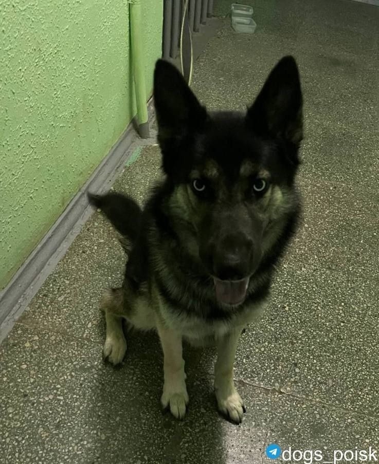 Найдена собака в Москве — фото объявления