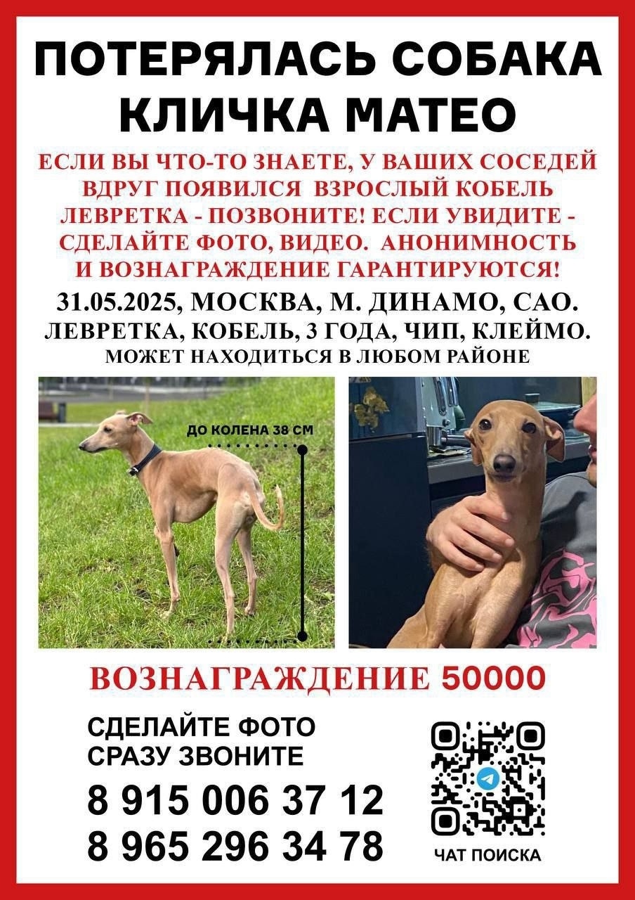 Пропала собака в Москве — фото объявления