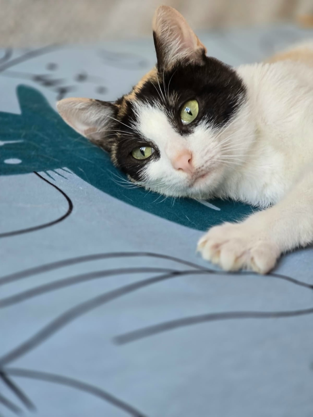 Найдена собака в Москве — фото объявления