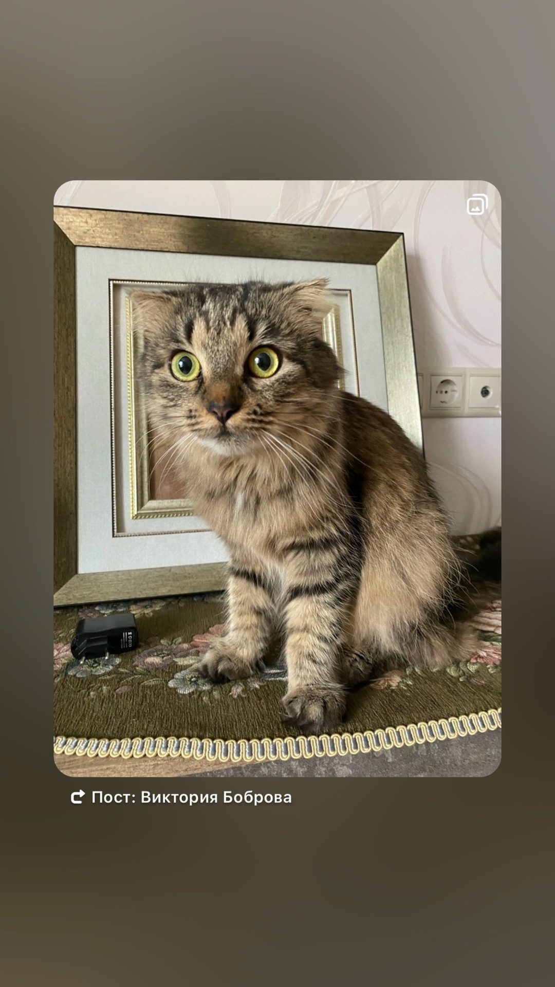 Найдена кошка в Москве — фото объявления