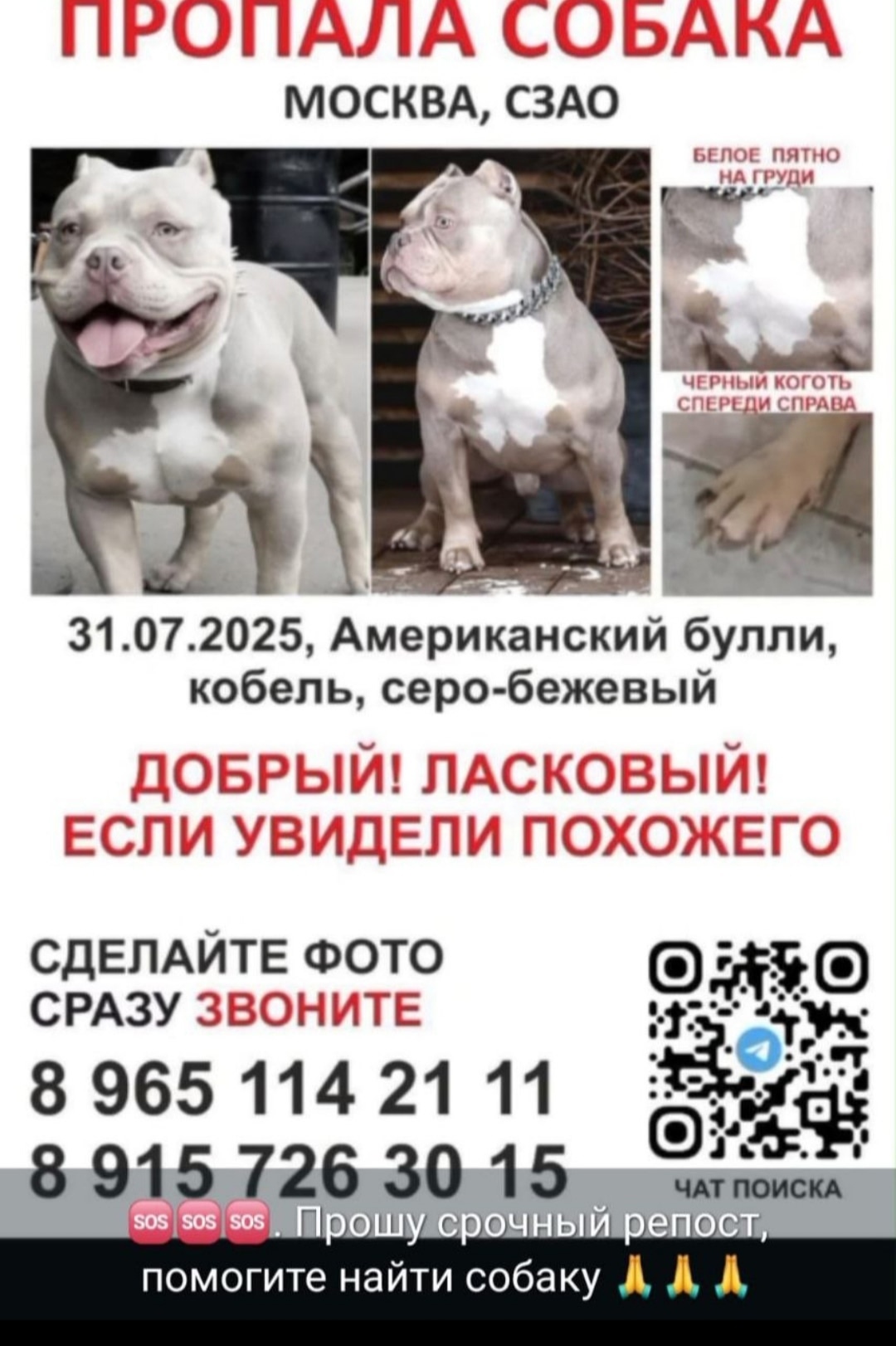 Пропала собака в Москве — фото объявления