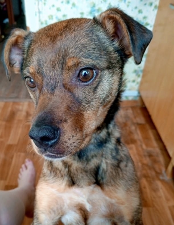 Пропала собака в Москве — фото объявления