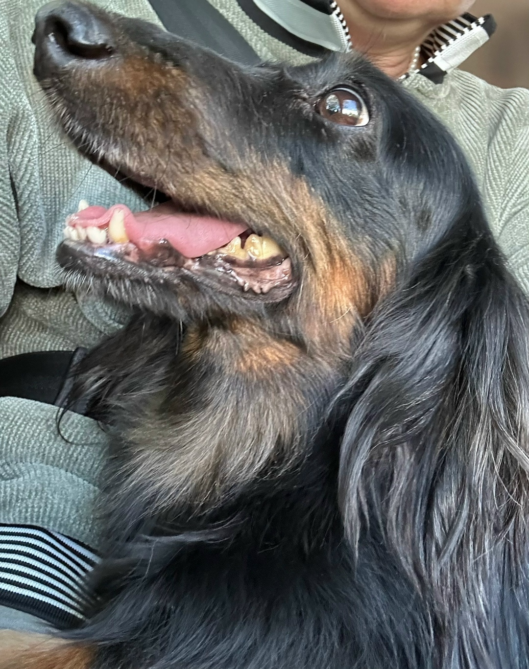 Найдена собака в Москве — фото объявления