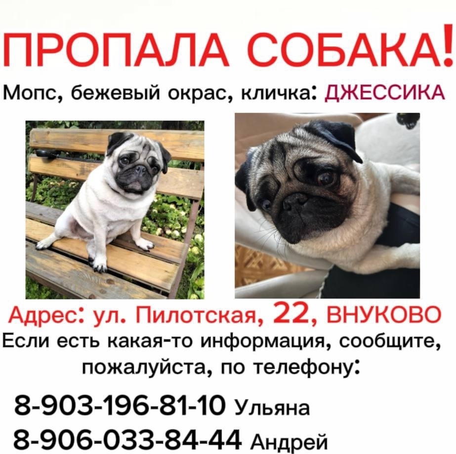 Найдена собака в Москве — фото объявления