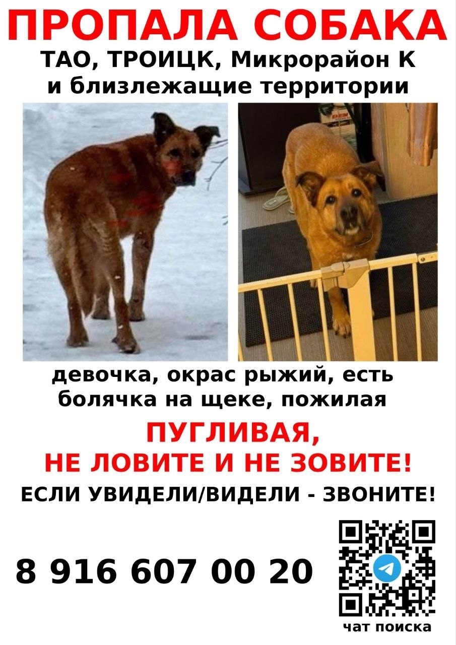 Пропала собака в Москве — фото объявления