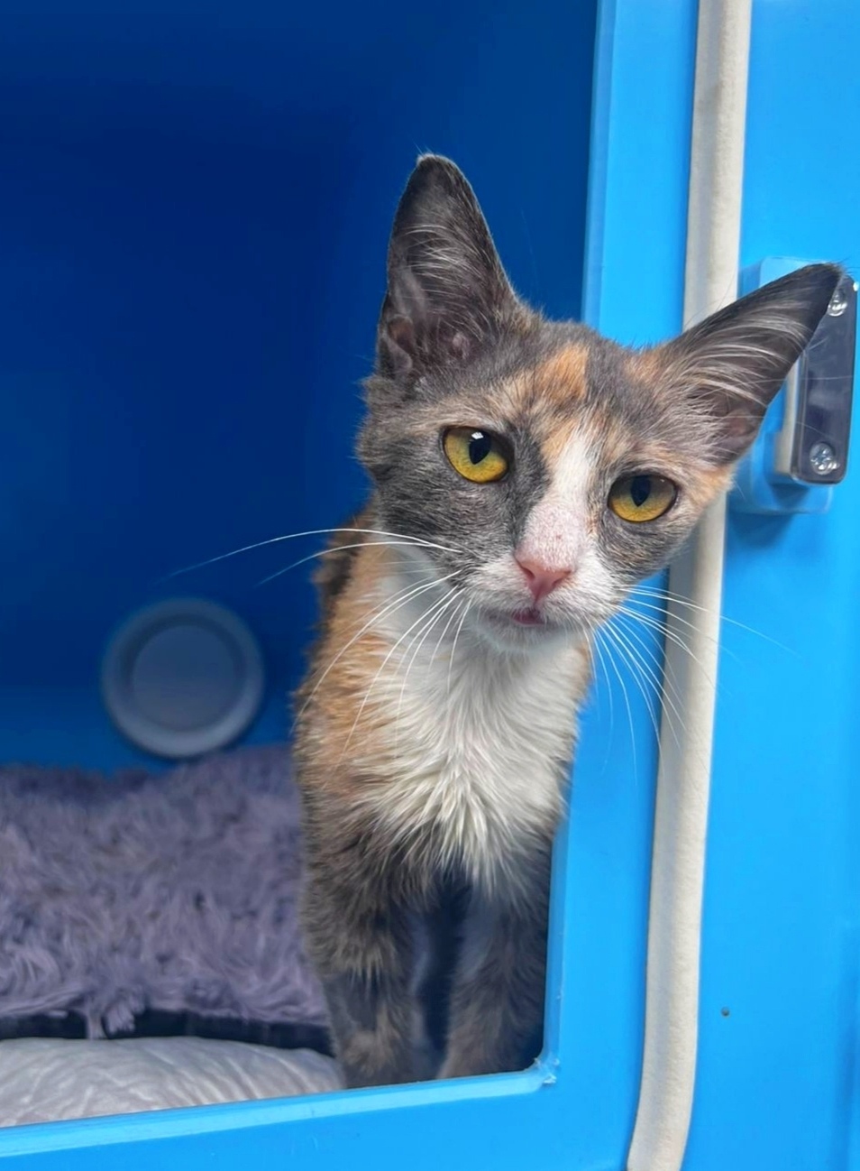 Пропала собака в Москве — фото объявления