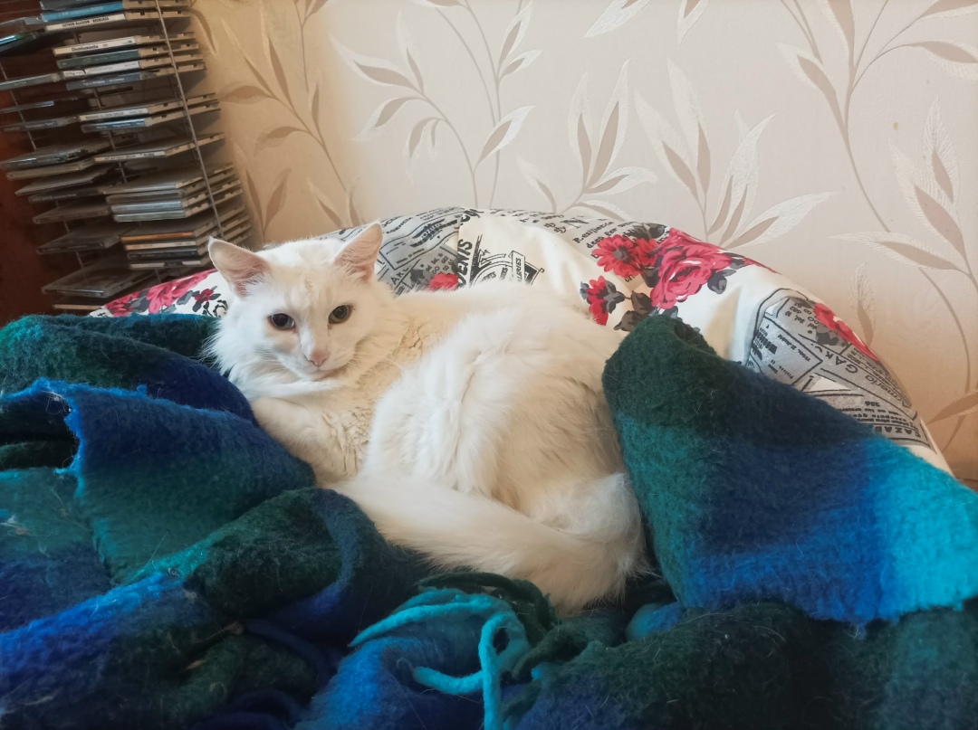 Пропала кошка в Москве — фото объявления