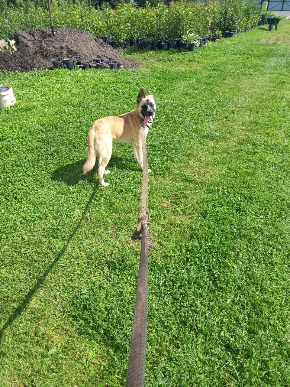 Найдена собака в Москве — фото объявления