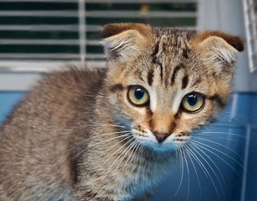 Найдена кошка в Москве — фото объявления