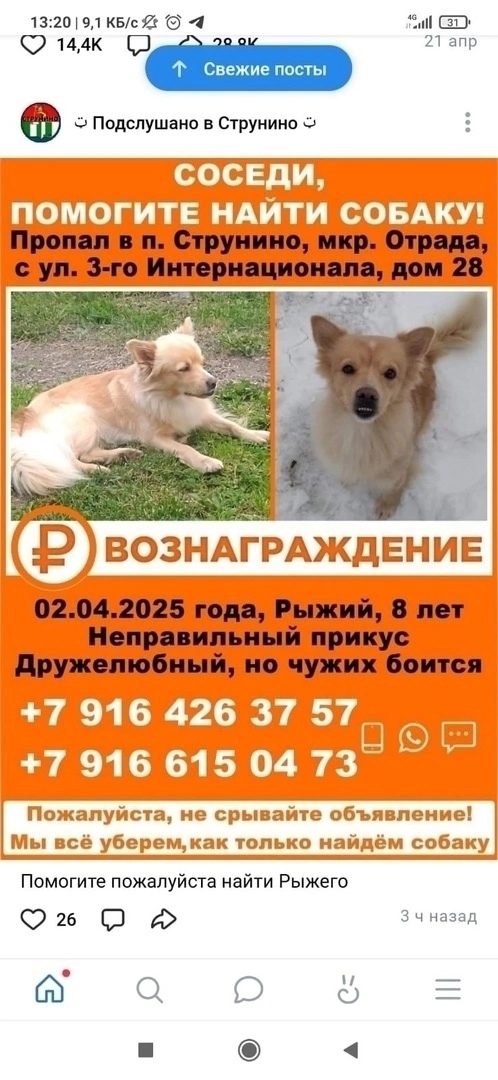 Пропала собака в Москве — фото объявления